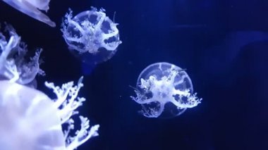 Akvaryum havuzunda yüzen floresan denizanası 4k. şeffaf denizanası su altı görüntüleri ve suda dolaşan parlayan medusa. deniz yaşamı duvar kağıdı arka plan.