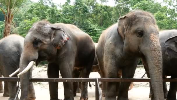 Filmati Gruppo Elefante Asiatico Nello Zoo — Video Stock