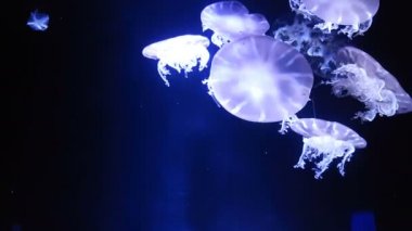 Akvaryum havuzunda yüzen floresan denizanası 4k. şeffaf denizanası su altı görüntüleri ve suda dolaşan parlayan medusa. deniz yaşamı duvar kağıdı arka plan.
