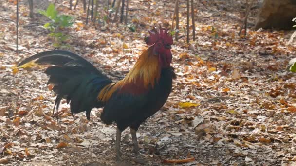 Hühner Mit Schnabelmund Suchen Insekten Nach Nahrung — Stockvideo