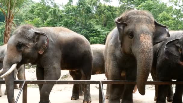 Des images 4K. groupe d'éléphant d'Asie dans le zoo 