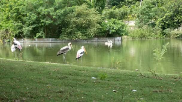Ein Paar Pelikane Fliegen Über Den See Pelikan Vogel Wildtiere — Stockvideo