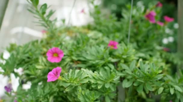 Två Tomma Vita Gungor Vajande Grön Trädgård Med Vackra Rosa — Stockvideo