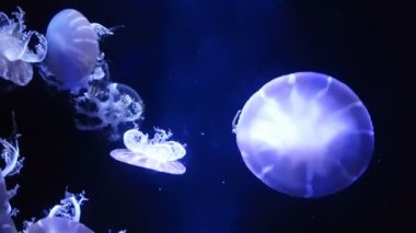 Akvaryum havuzunda yüzen floresan denizanası 4k. şeffaf denizanası su altı görüntüleri ve suda dolaşan parlayan medusa. deniz yaşamı duvar kağıdı arka plan.