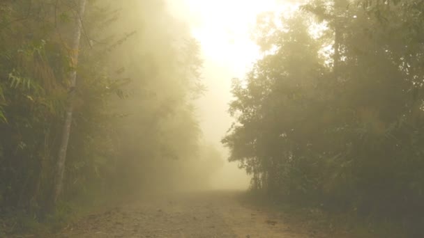 路径进入森林与美丽的薄雾在早晨 — 图库视频影像