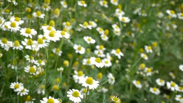 庭や牧草地の風景 ヴィンテージ色調のための開花観賞植物として風とデイジーカモミールの4K映像フィールド — ストック動画