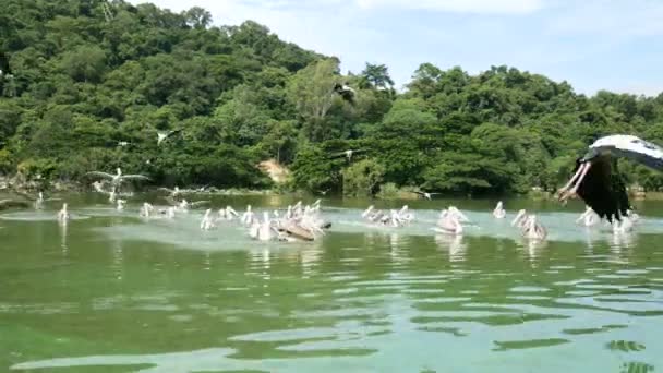 Grupo Pelícanos Aves Vuelan Sobre Lago Para Atrapar Algunos Peces — Vídeo de stock