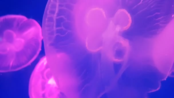 Grupo Medusas Rosadas Fluorescentes Nadando Piscina Del Acuario Medusas Transparentes — Vídeos de Stock