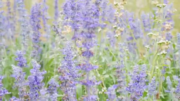 蓝色萨尔维亚 蓝色圣人 草地上美丽的紫罗兰花与草 — 图库视频影像