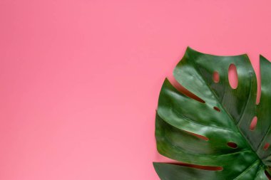 yeşil tropikal kopya alanı ile pembe arka plan monstera bırakır. düz döşeme, üst görünüm