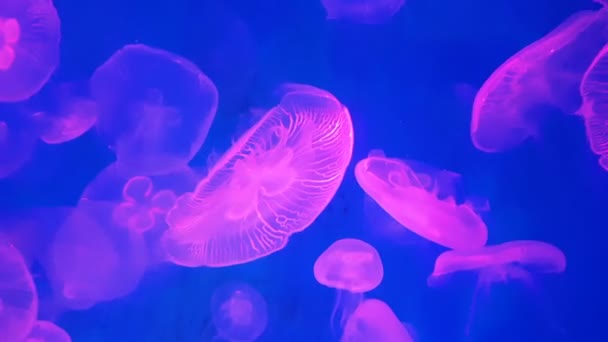 Grupo Medusas Rosadas Fluorescentes Nadando Piscina Del Acuario Medusas Transparentes — Vídeos de Stock