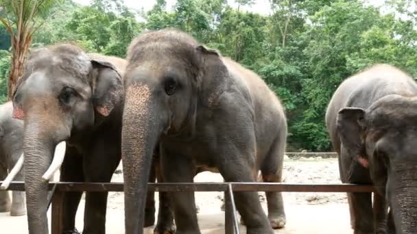 Des images 4K. groupe d'éléphant d'Asie dans le zoo 