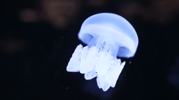 Imágenes Del Grupo Medusas Fluorescentes Nadando Piscina Del Acuario Medusas — Vídeos de Stock