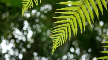 4k. Green Fern yeşil ağaç arka plan ve bokeh ışık ve ahşap zemin ile rüzgarda Sway bırakır. kopya alanı görüntüleri ile yeşil doğal arka plan, alan derin seçici odak