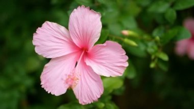 Hafif Rüzgar ile arka planda yeşil yaprakları bitki ile parkta pembe Hibiscus rosa-sinensis 4k. Hibiscus çiçek veya Çince gül gibi diğer isimlere, Ayakkabı çiçek, gül Mallow veya Chaba flowe