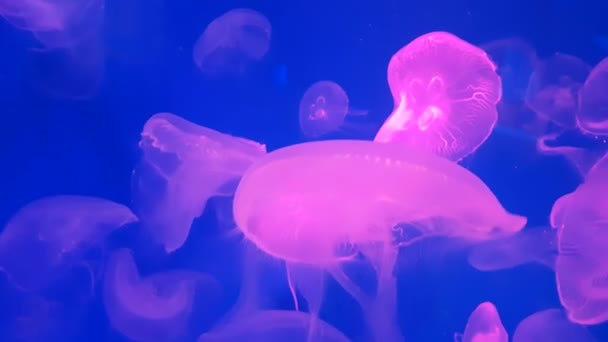 水族館プールで泳ぐ蛍光ピンククラゲの4K グループ 水の中を動き回る光るメデューサと透明クラゲの水中映像 海洋生物の壁紙の背景 — ストック動画