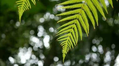 4k. yeşil eğrelti otu yeşil ağaç arka plan ve bokeh ışık ile rüzgar dan sallambaıyor. kopya alan görüntüleri ile yeşil doğal arka plan , alan derinliği ile seçici odak