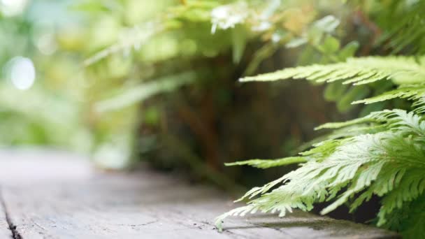 Hojas Helecho Verde Balancean Del Viento Con Fondo Árbol Verde — Vídeos de Stock