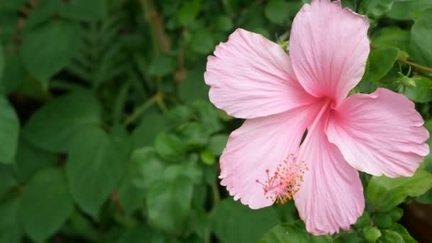 Rosa Hibiscus Rosa Sinensis Parque Com Folhas Verdes Planta Fundo — Vídeo de Stock