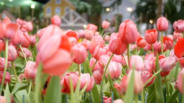 Πολύχρωμο Των Λουλουδιών Τουλίπας Χωράφι Στην Άνοιξη Ροζ Τουλίπα — Αρχείο Βίντεο
