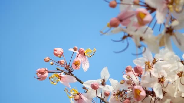 Beautiful Blooming Pink Flower Blowing Wind Spring Time Season Blue — Stock Video