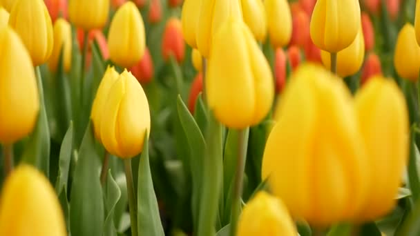 Πολύχρωμο Των Λουλουδιών Τουλίπας Χωράφι Στην Άνοιξη Κίτρινη Τουλίπα — Αρχείο Βίντεο