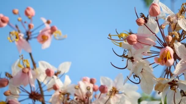 Beautiful Blooming Pink Flower Blowing Wind Spring Time Season Blue — Stock Video