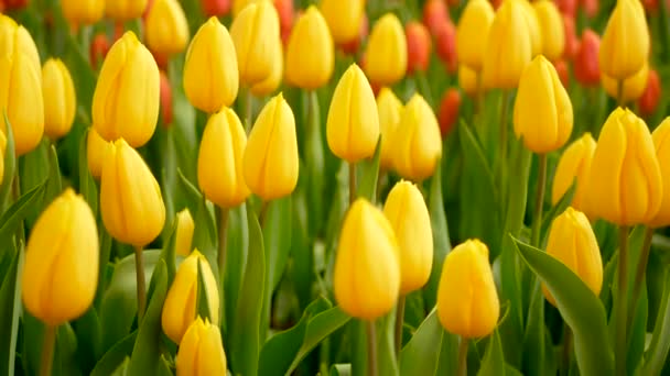 Цветочные Поля Тюльпанов Весенний Сезон Желтый Тюльпан — стоковое видео