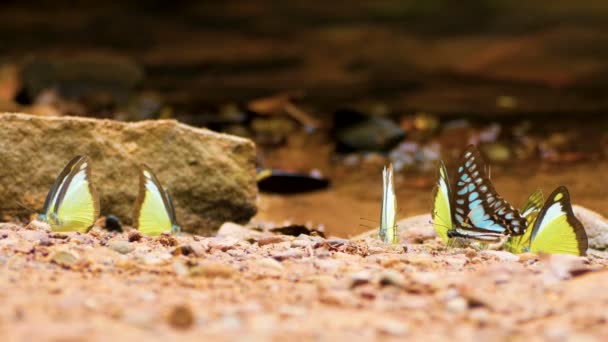 地面に蝶の羽を移動し 川の近くの自然の中を飛ぶカラフルな蝶の4K グループ 選択的な焦点 — ストック動画