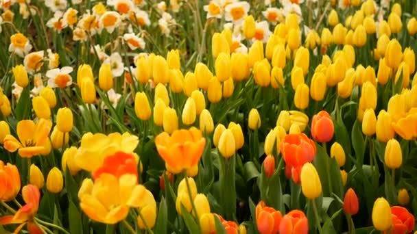 五颜六色的郁金香花场在春天 黄色郁金香 — 图库视频影像