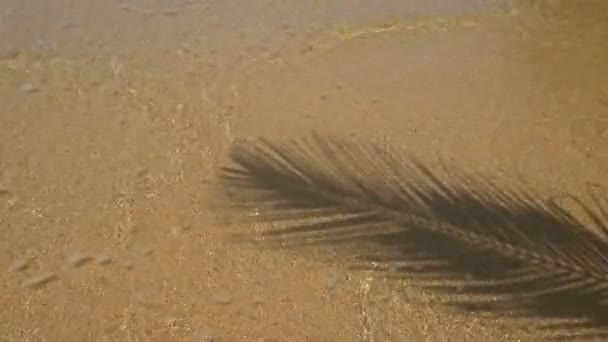 Sombra Folha Palmeira Coco Estende Sobre Praia Arenosa Com Água — Vídeo de Stock