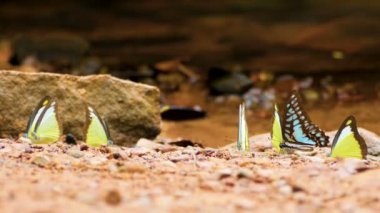 4k. renkli kelebekler grup yerde kelebek kanatları hareket ve nehir yakınında doğada uçan, seçici odak