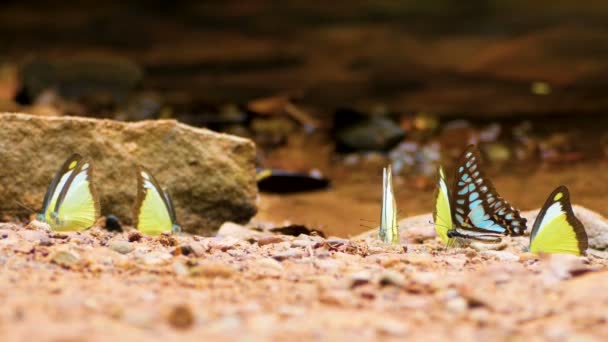 Grupo Mariposas Colores Moviendo Alas Mariposa Suelo Volando Naturaleza Cerca — Vídeos de Stock