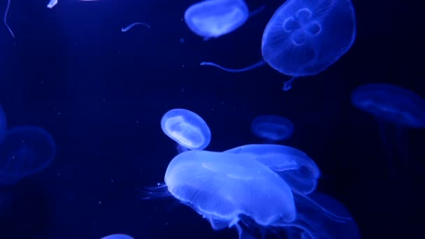 Group Fluorescent Jellyfish Swimming Aquarium Pool Transparent Jellyfish Underwater Footage — Stock Video