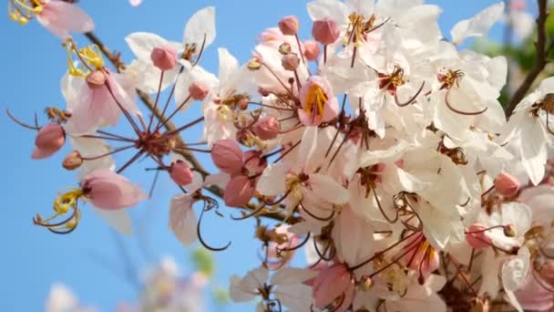 Krásná Kvetoucí Růžová Květina Foukající Větrem Jarní Sezóně Modrou Oblohou — Stock video