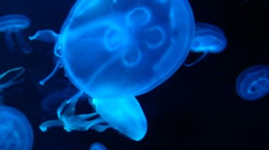 Akvaryum havuzunda yüzen floresan denizanası 4k. şeffaf denizanası su altı görüntüleri ve suda dolaşan parlayan medusa. deniz yaşamı duvar kağıdı arka plan.