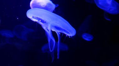 Akvaryum havuzunda yüzen floresan denizanası 4k. şeffaf denizanası su altı görüntüleri ve suda dolaşan parlayan medusa. deniz yaşamı duvar kağıdı arka plan.