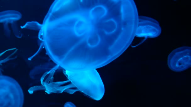 Group Fluorescent Jellyfish Swimming Aquarium Pool Transparent Jellyfish  Underwater Footage — Stock Video © asiandelight #315738936