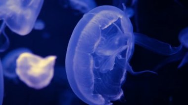 Akvaryum havuzunda yüzen floresan denizanası 4k. şeffaf denizanası su altı görüntüleri ve suda dolaşan parlayan medusa. deniz yaşamı duvar kağıdı arka plan.