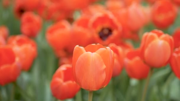 Primer Plano Colorido Campo Flores Tulipán Temporada Primavera Tulipán Naranja — Vídeos de Stock