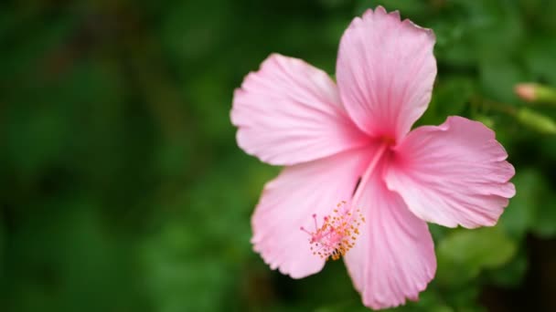 4K d'Hibiscus rosa-sinensis rose dans le parc avec des feuilles vertes plantent en arrière-plan avec un vent doux. Hibiscus fleur ou dans d'autres noms comme rose chinoise, fleur de chaussure, mauve rose ou fleur de Chaba 
