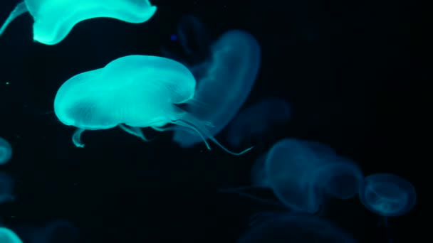 Group Fluorescent Jellyfish Swimming Aquarium Pool Transparent Jellyfish Underwater Footage — Stock Video