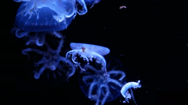 一组荧光水母在水族馆游泳池游泳 透明水母水下镜头与发光的美杜莎在水中移动 海洋生物壁纸背景 — 图库视频影像
