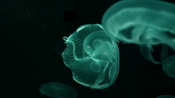 Группа Флуоресцентных Медуз Плавающих Бассейне Аквариума Прозрачные Медузы Водой Светящимися — стоковое видео