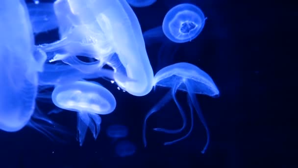 Группа Флуоресцентных Медуз Плавающих Бассейне Аквариума Прозрачные Медузы Водой Светящимися — стоковое видео
