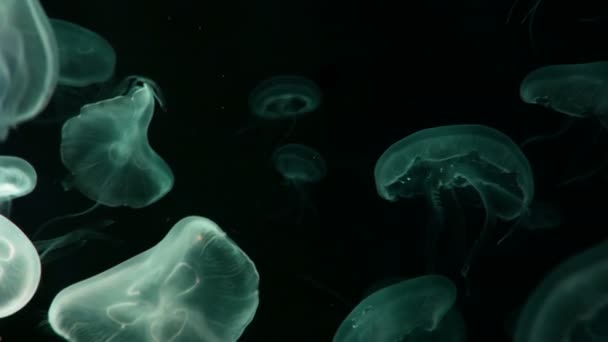 Groep Van Fluorescerende Kwallen Zwemmen Aquarium Zwembad Transparante Kwallen Onderwater — Stockvideo