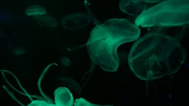 Akvaryum havuzunda yüzen floresan denizanası 4k. şeffaf denizanası su altı görüntüleri ve suda dolaşan parlayan medusa. deniz yaşamı duvar kağıdı arka plan.