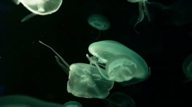Akvaryum havuzunda yüzen floresan denizanası 4k. şeffaf denizanası su altı görüntüleri ve suda dolaşan parlayan medusa. deniz yaşamı duvar kağıdı arka plan.