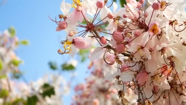 青空を背景に春の風に吹かれた美しいピンクの花 — ストック動画