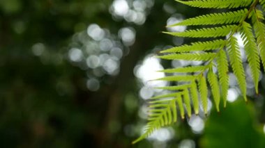 4k. yeşil eğrelti otu yeşil ağaç arka plan ve bokeh ışık ile rüzgar dan sallambaıyor. kopya alan görüntüleri ile yeşil doğal arka plan , alan derinliği ile seçici odak